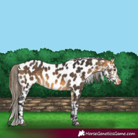Horse Color:Buckskin Near Leopard 