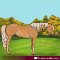 Horse Color:Palomino 