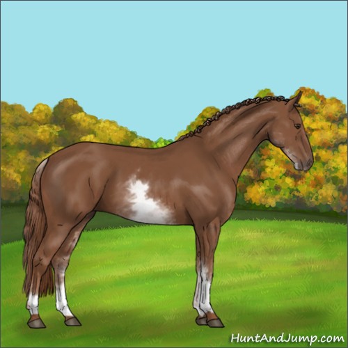Horse Color:White Spotted Chestnut Sabino