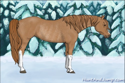 Horse Color:Chestnut Rabicano