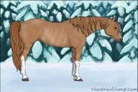 Horse Color:Chestnut Rabicano 