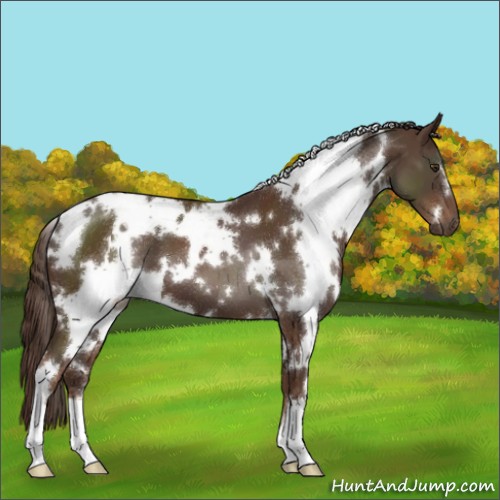 Horse Color:White Spotted Liver Chestnut 