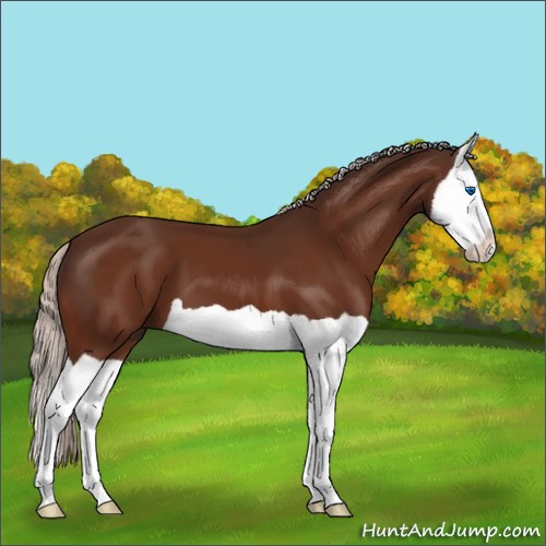 Horse Color:Silver Bay Splash 