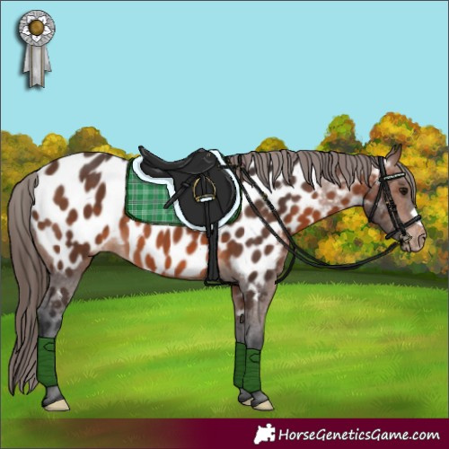 Horse Color:Brown Appaloosa 