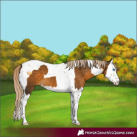 Horse Color:Chocolate Palomino Splash Tobiano 