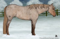 Horse Color:Liver Red Dun Roan 