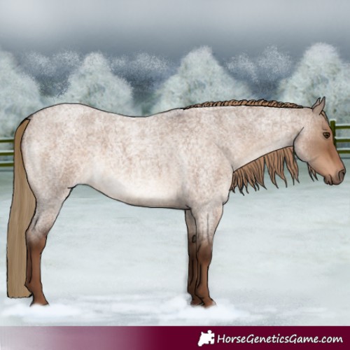 Horse Color:Liver Red Dun Roan 