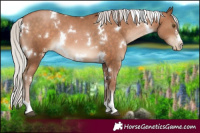 Horse Color:White Spotted Silver Brown Pearl 