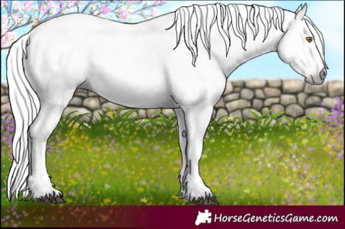Horse Color:Gray White Spotted Brown Pearl 