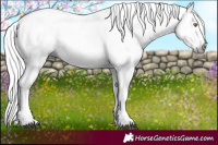 Horse Color:Gray White Spotted Brown Pearl