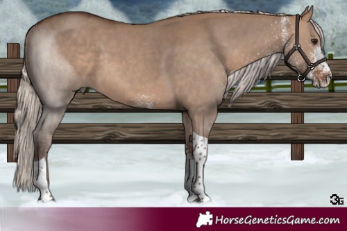 Horse Color:White Spotted Silver Brown Dun Tobiano 