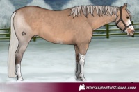 Horse Color:White Spotted Silver Brown Dun Tobiano 