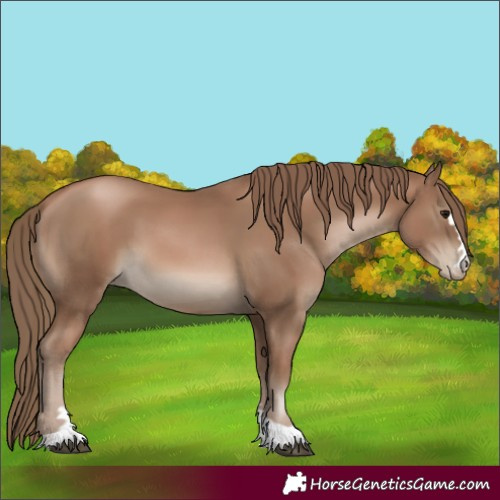Horse Color:Black Pearl
