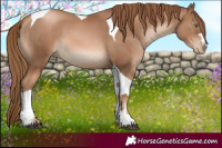 Horse Color:Liver Chestnut Pearl Tobiano