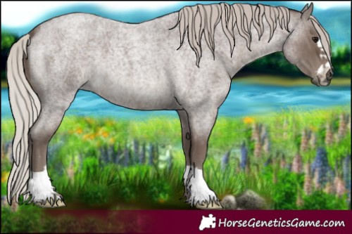 Horse Color:Silver Blue Roan