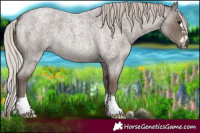 Horse Color:Silver Blue Roan 