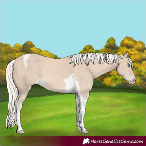 Horse Color:Cremello Tobiano 