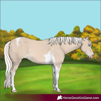 Horse Color:Cremello Tobiano 
