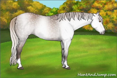 Horse Color:Gray Silver Black Pearl Tobiano