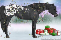 Horse Color:Black Appaloosa 