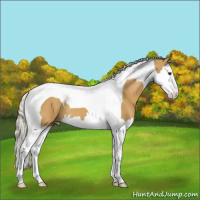 Horse Color:Palomino Splash Tobiano 