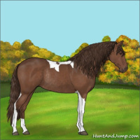 Horse Color:Liver Chestnut Tobiano Rabicano