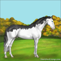 Horse Color:Black Splash Rabicano
