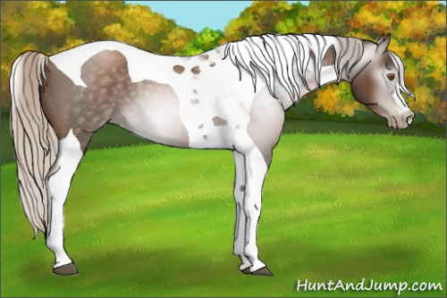 Horse Color:Gray Silver Black Pearl Tobiano 