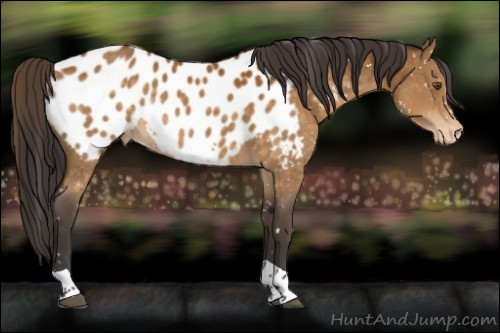 Horse Color:Buckskin Tobiano Near Leopard 