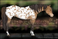 Horse Color:Buckskin Tobiano Near Leopard 