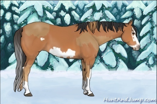 Horse Color:Chestnut Splash Frame and Bay Splash Frame