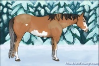 Horse Color:Chestnut Splash Frame  and Bay Splash Frame 