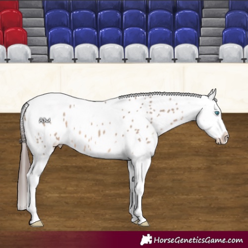 Horse Color:Brown Dun Splash Tobiano Appaloosa 
