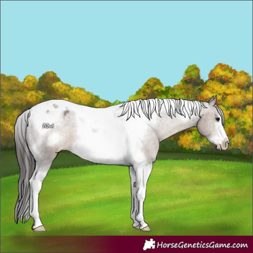 Horse Color:Brown Dun Tobiano Frame Appaloosa 