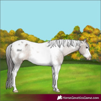 Horse Color:Brown Dun Tobiano Frame Appaloosa 