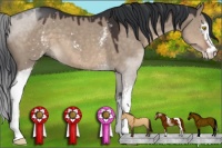 Horse Color:White Spotted Brown Dun Sabino