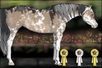 Horse Color:Brown Dun Sabino 