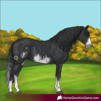 Horse Color:Black Splash Frame and Black Splash Frame Rabicano