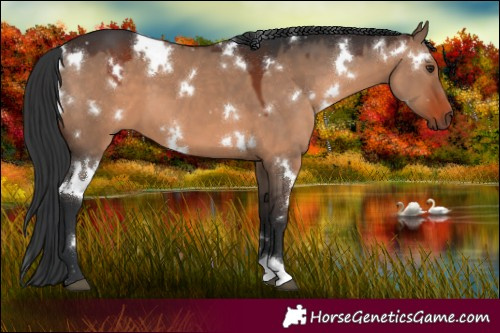 Horse Color:White Spotted Brown Dun 