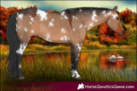 Horse Color:White Spotted Brown Dun 