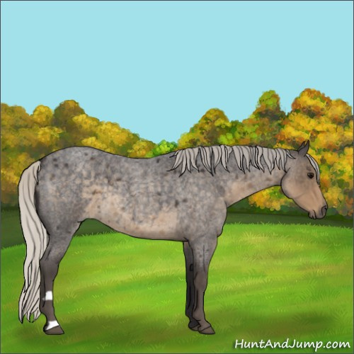 Horse Color:Silver Smoky Blue Roan 