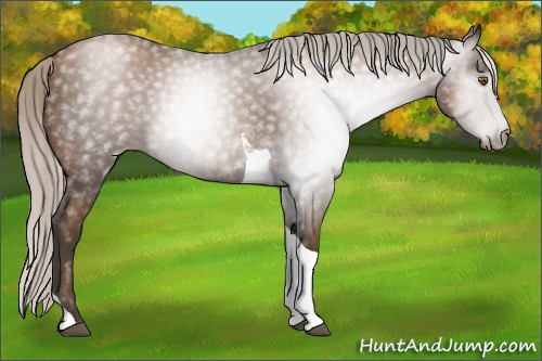 Horse Color:Gray Silver Black Pearl Tobiano 