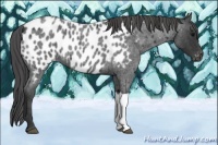 Horse Color:Blue Roan Appaloosa