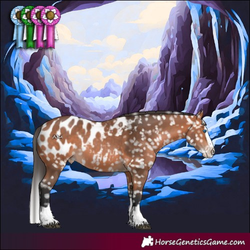 Horse Color:Bay Splash Appaloosa 