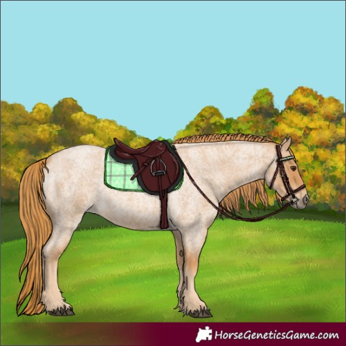 Horse Color:Red Roan 