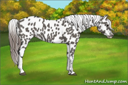 Horse Color:Grullo Appaloosa 