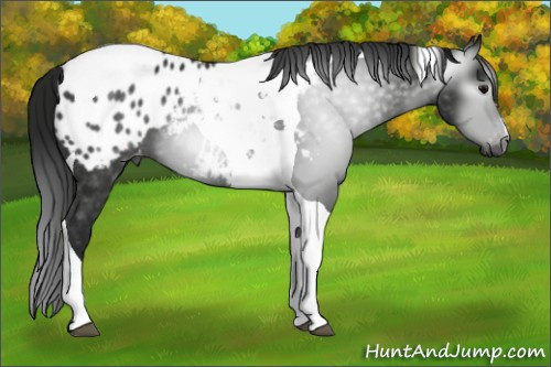 Horse Color:Gray Black Tobiano Appaloosa