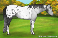 Horse Color:Gray Black Tobiano Appaloosa