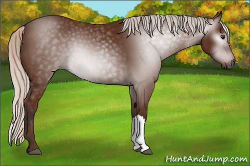 Horse Color:Gray Silver Bay 
