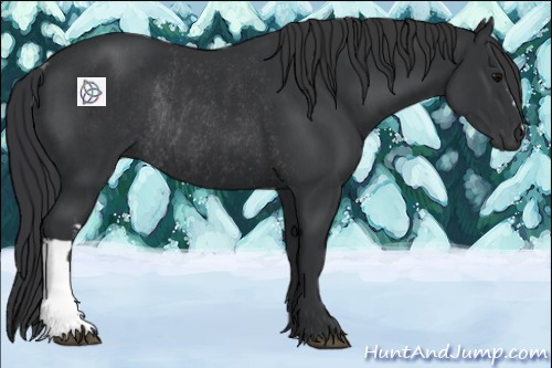 Horse Color:Black  and Black Rabicano 